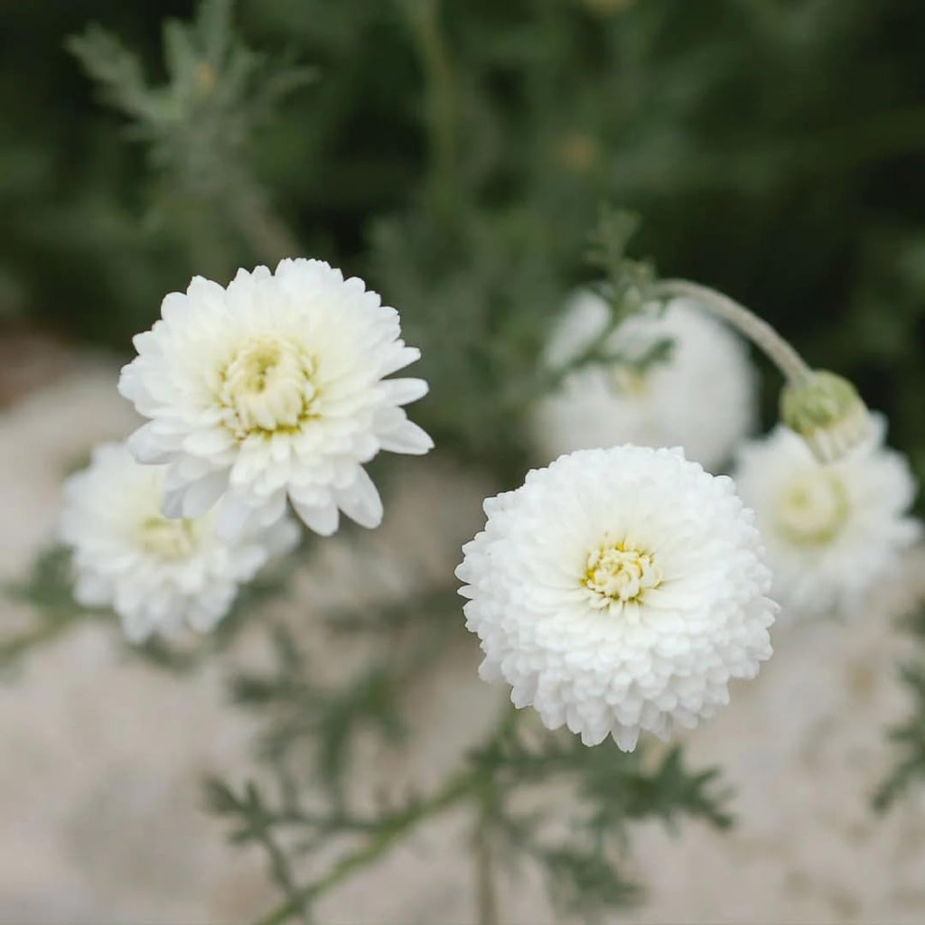 Aromatics International Roman Chamomile Hydrosol 100ml | Calming Aromatic Mist for Everyday Use